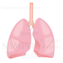 Lung