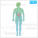 The pancreas is located around here