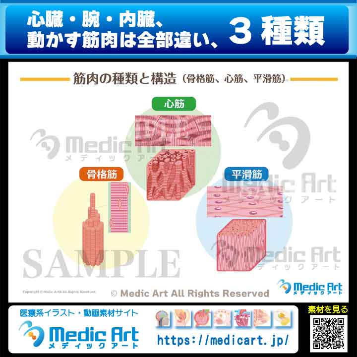 🫀💪 心臓の筋肉と腕の筋肉、全くの別物って知っていましたか？