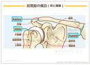 【骨格系:骨と関節】肩関節の構造(骨と関節)［シート］