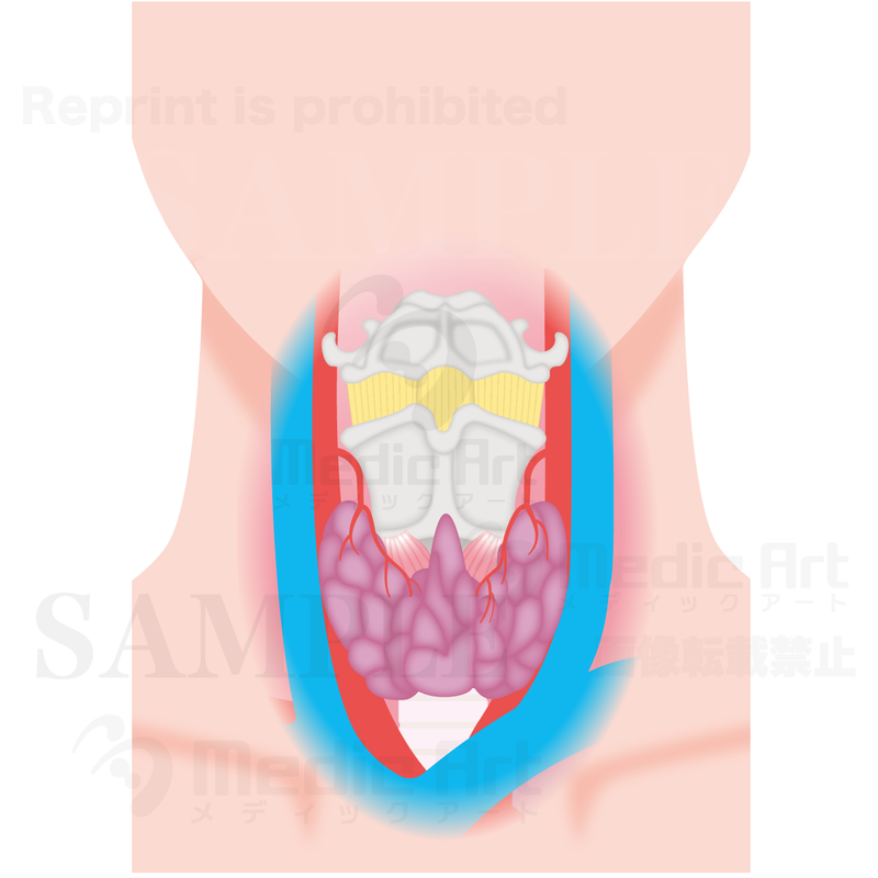 Position of the thyroid gland