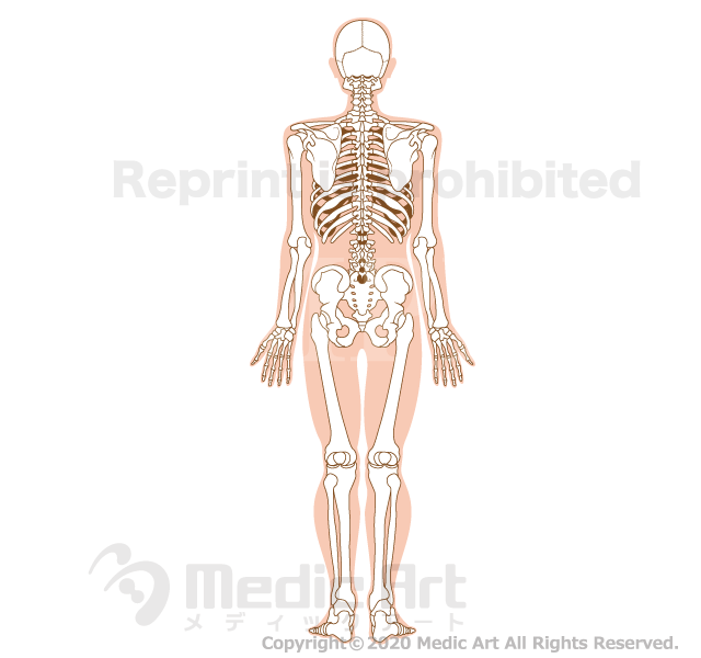 全身の骨格（後面）