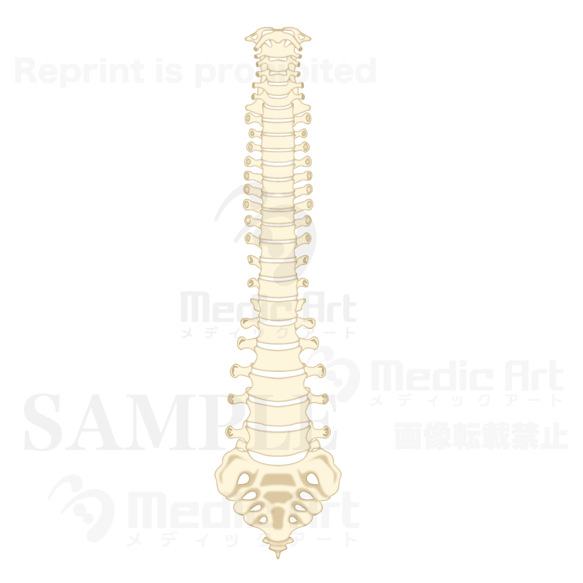 The structure of the vertebral column (front)
