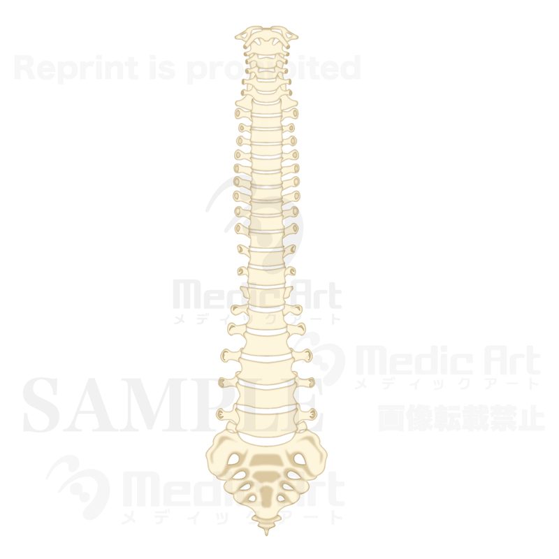 The structure of the vertebral column (front)