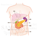 膵臓の位置はこのあたり（上半身：肝臓・胆のう・膵臓）［文字付］