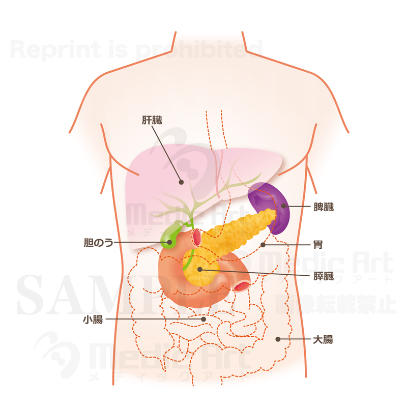 The pancreas is located around here (upper body: liver, gallbladder, pancreas) [with Japanese characters]
