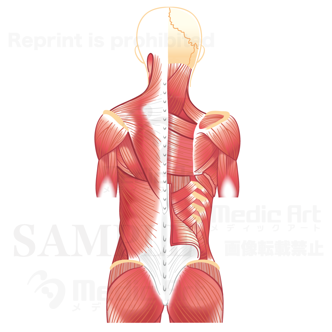 Back muscles