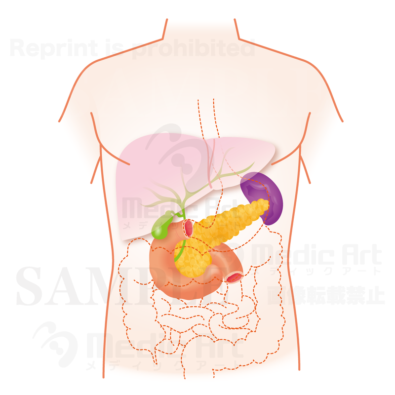 The pancreas is located around here (upper body: liver, gallbladder, pancreas) 