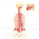 背筋（最深層）