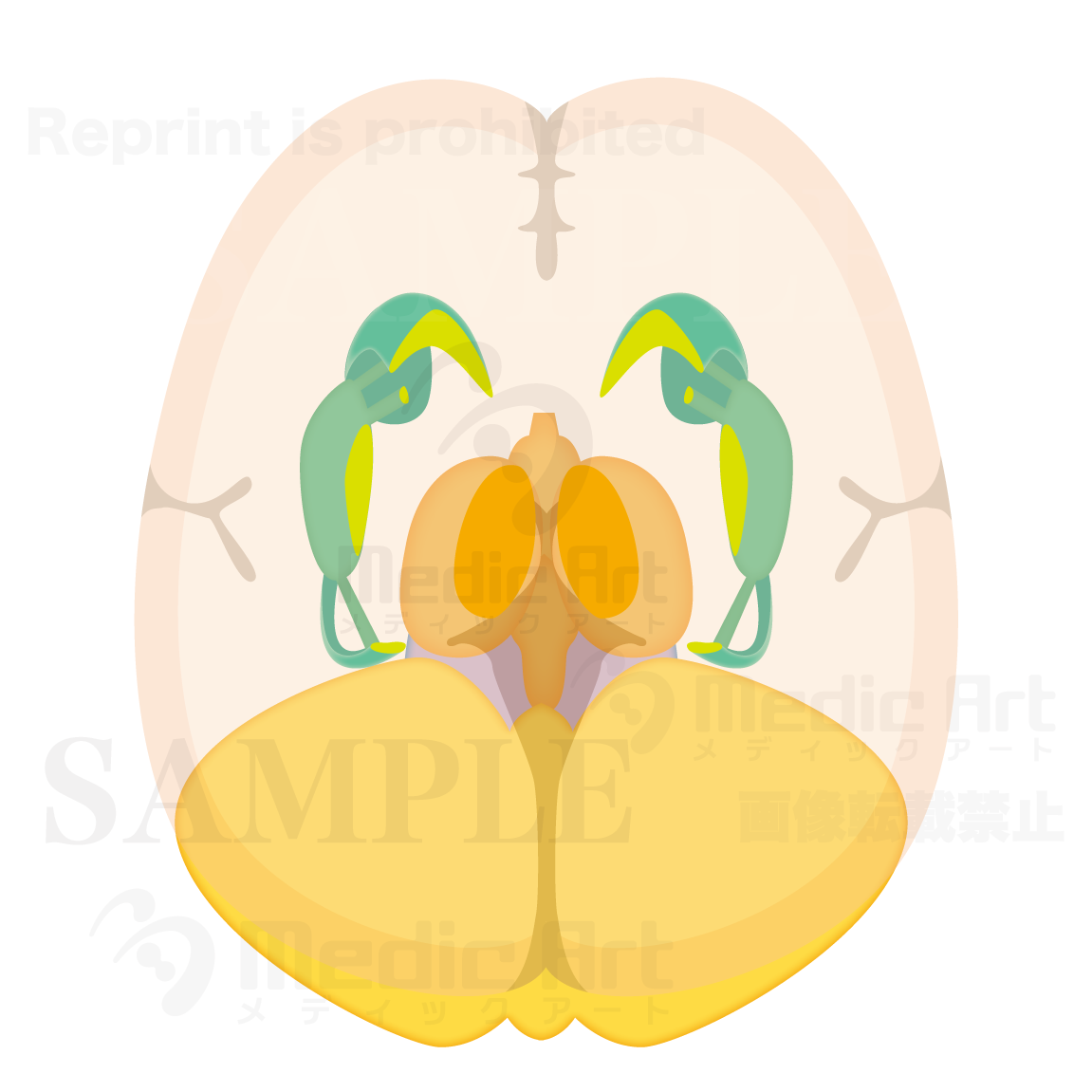  Horizontal section of Basal ganglia,Diencephalon and cerebellar2(Judging from superior aspect)