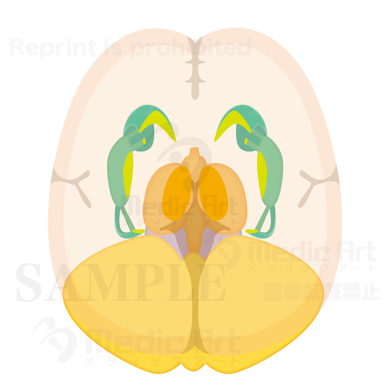  Horizontal section of Basal ganglia,Diencephalon and cerebellar2(Judging from superior aspect)