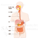 消化に関わる器官2［文字付］