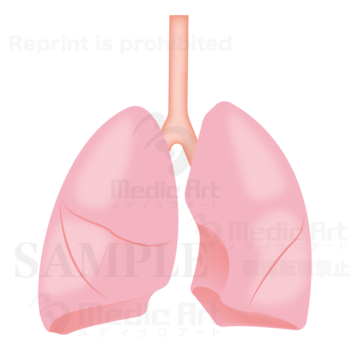 Lung