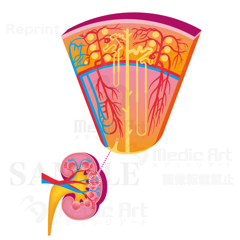 Kidney & enlarged view of the subarachnoid space (renal cortex & renal medullary)