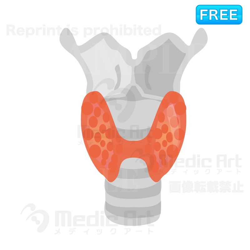Icon of the thyroid gland /F1