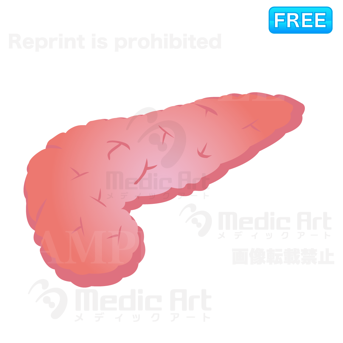 Icon of pancreas/F1