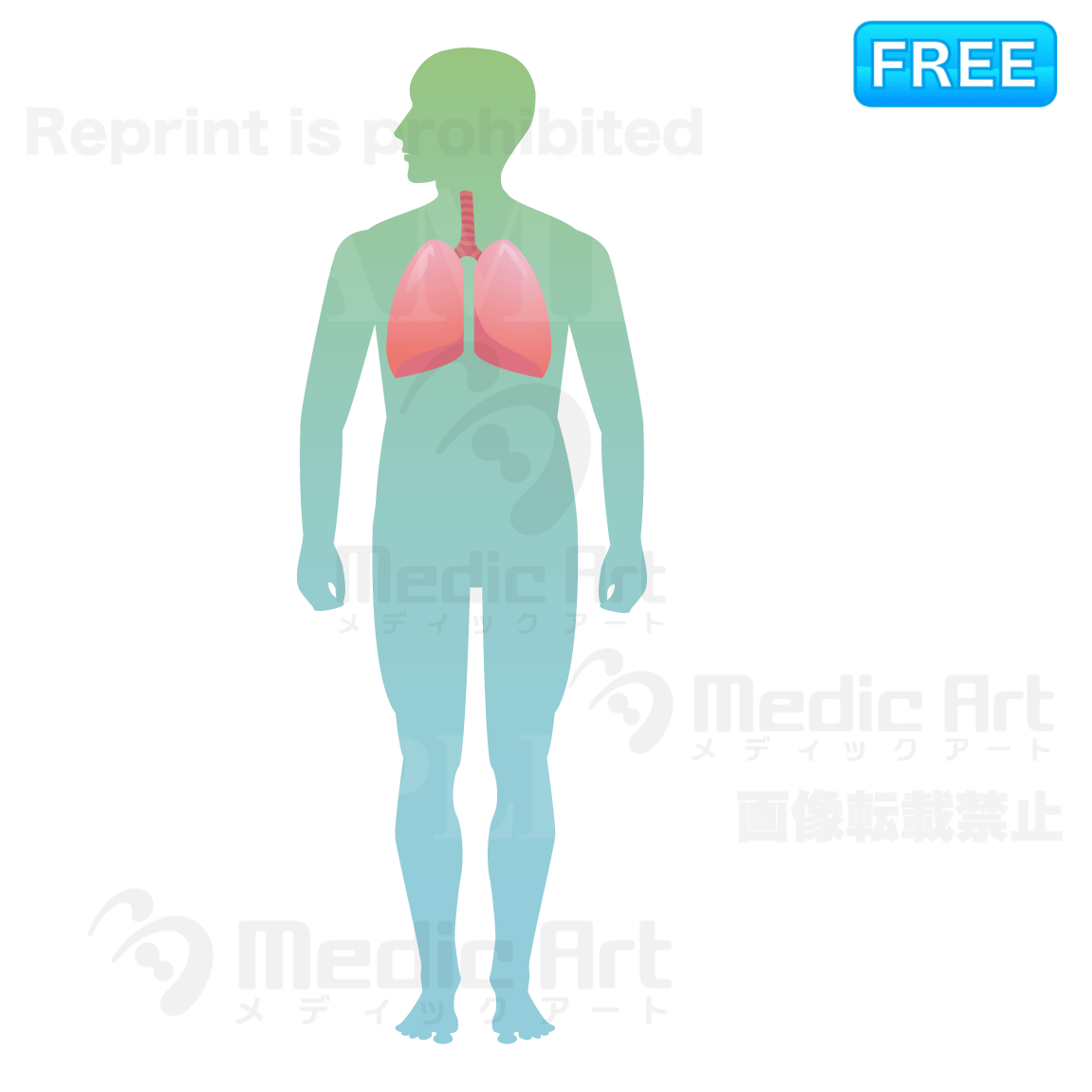 The lung is located around here