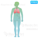 肺の位置はこのあたり  (全身)