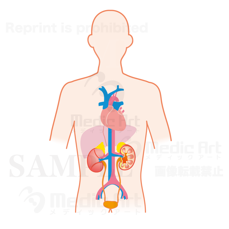 The Kidney is located around here (upper body)