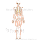 全身の骨格（前面）