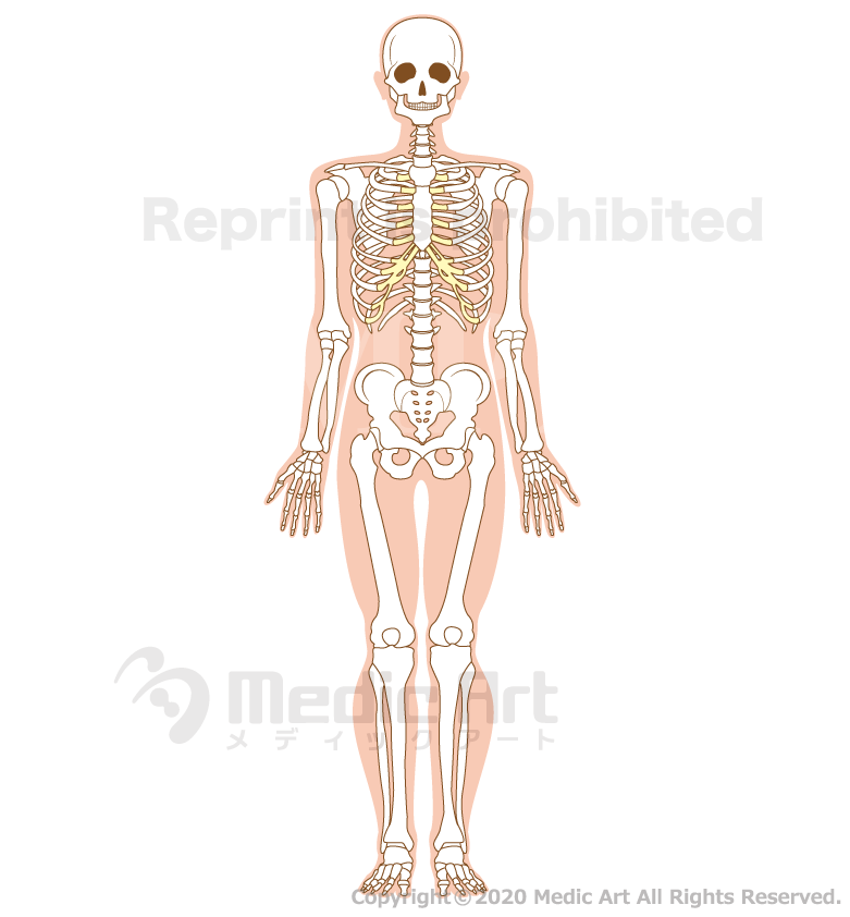 Frame of the whole body(front view)