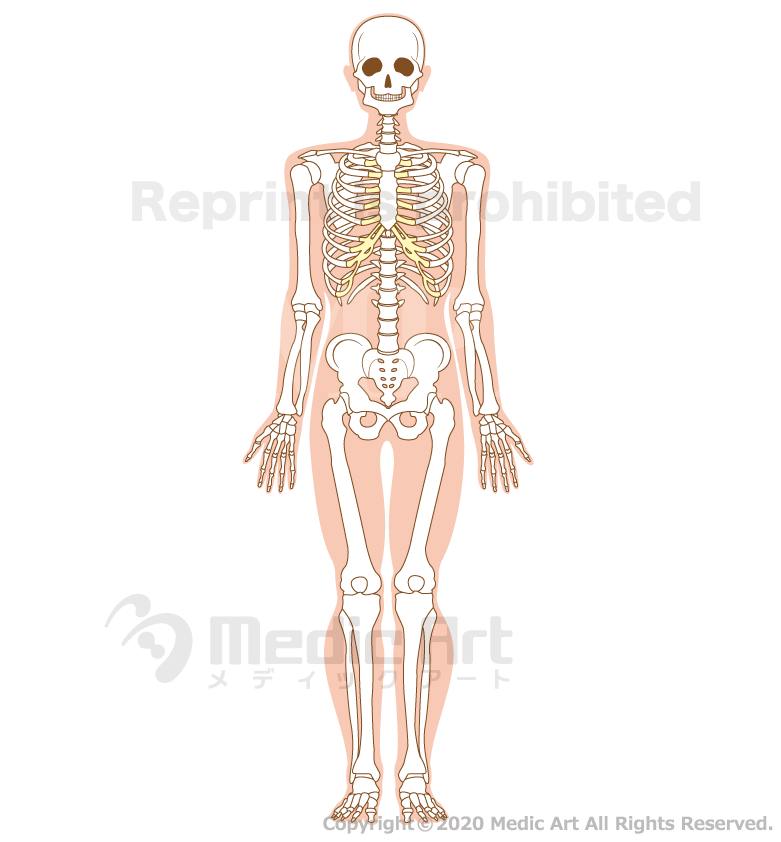全身の骨格（前面）