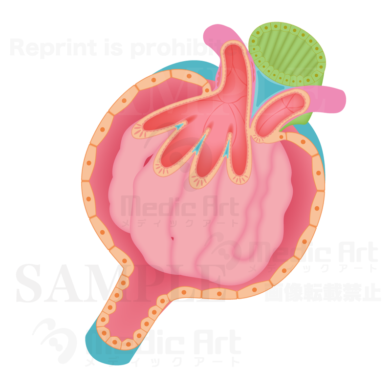 Kidney corpuscle (Tissues of the kidney)