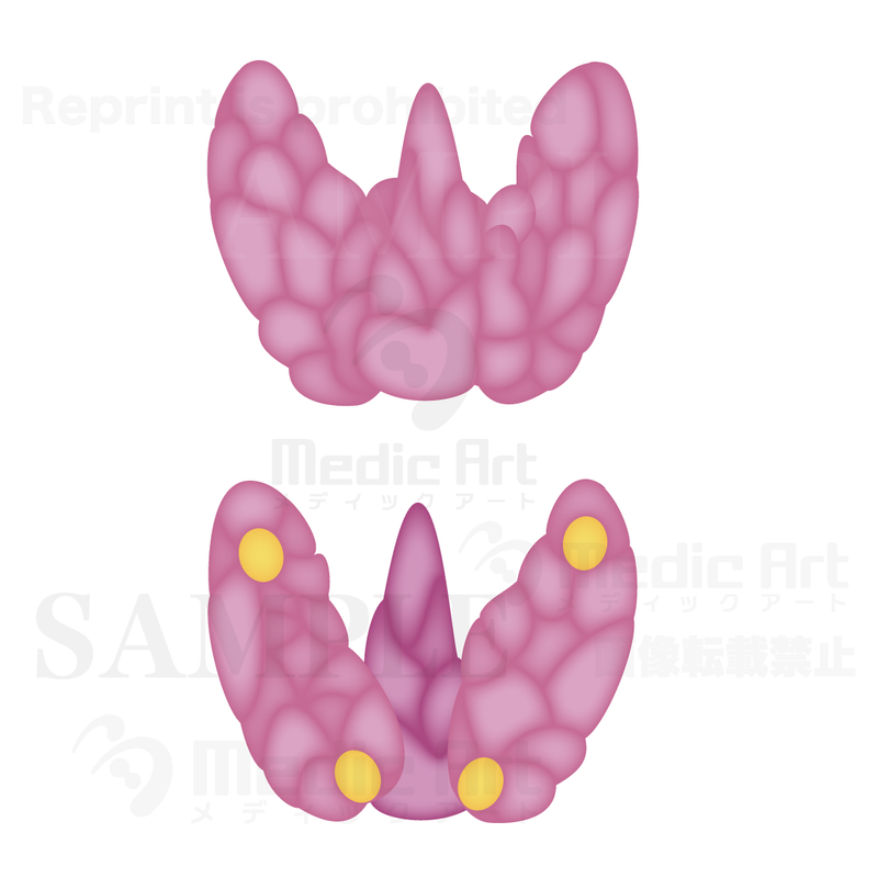 Thyroid gland and parathyroid