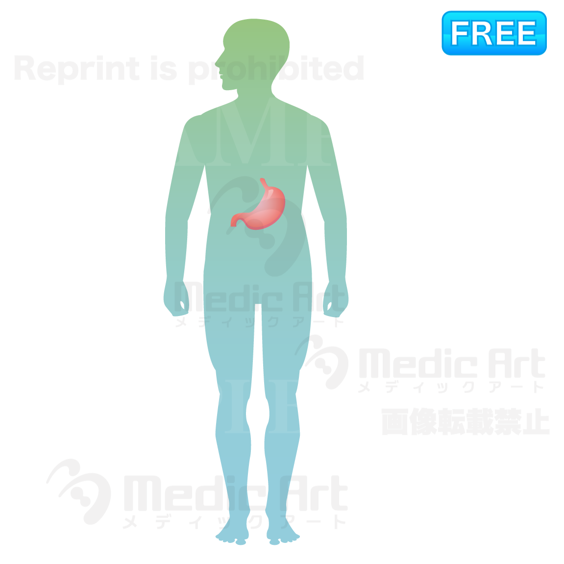 The stomach is located around here