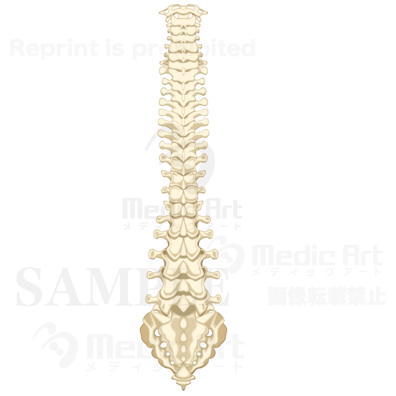 The structure of the vertebral column (back)