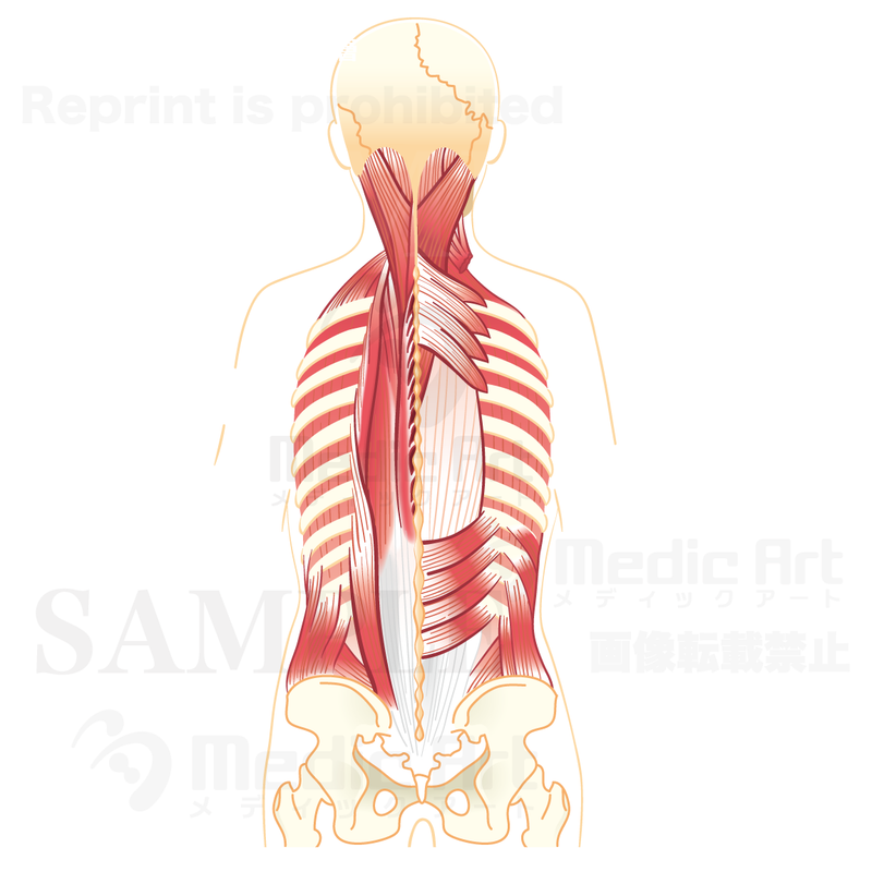 Back muscles (middle layer)