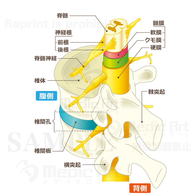 The structure of the inside of the vertebral canal and the intervertebral foramen[With Japanese characters]