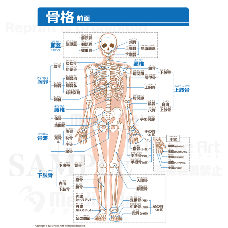Frame of the whole body(front view)[With Japanese characters]