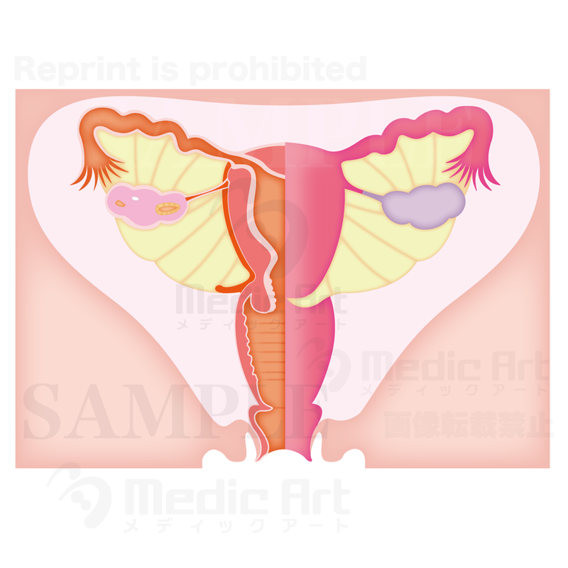 Ovaries, fallopian tubes, uterus, vagina: female genital (the rear)