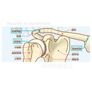 肩関節の構造（骨と関節）［文字付］