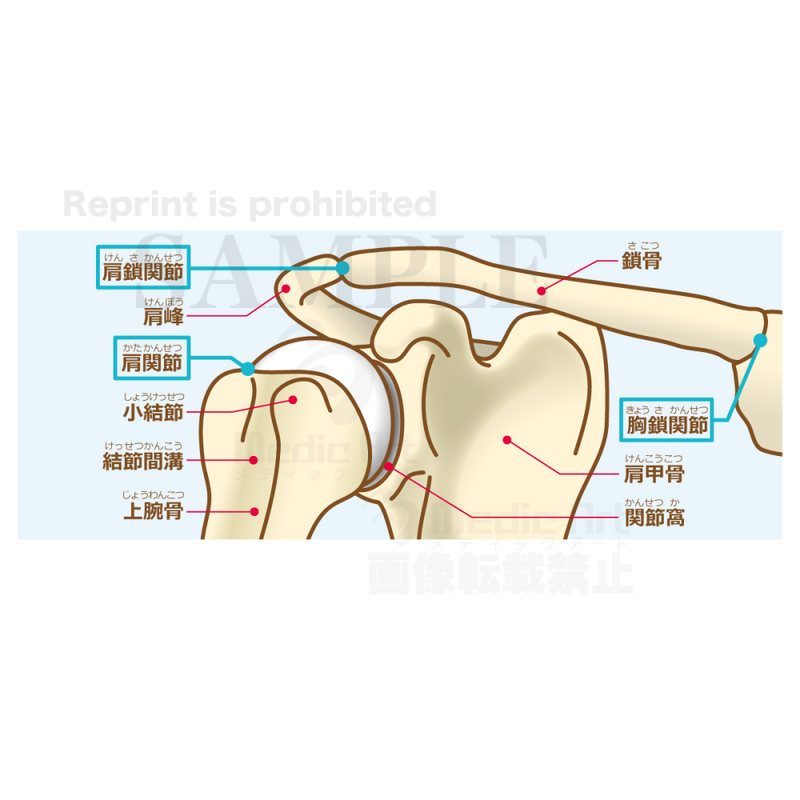 The structure of the shoulder joint (bone and joint,) [with Japanese characters]