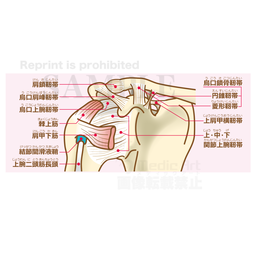 The structure of the shoulder joint (ligaments and tendons) [with Japanese characters]