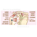 肩関節の構造（靭帯と腱）［文字付］