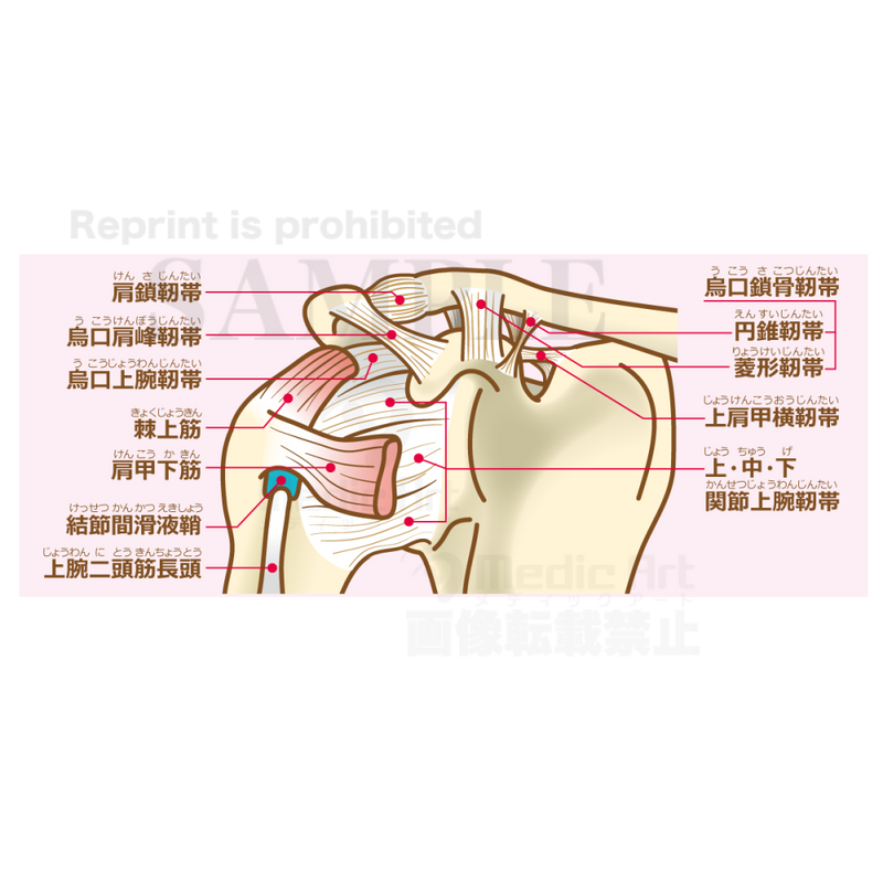 The structure of the shoulder joint (ligaments and tendons) [with Japanese characters]