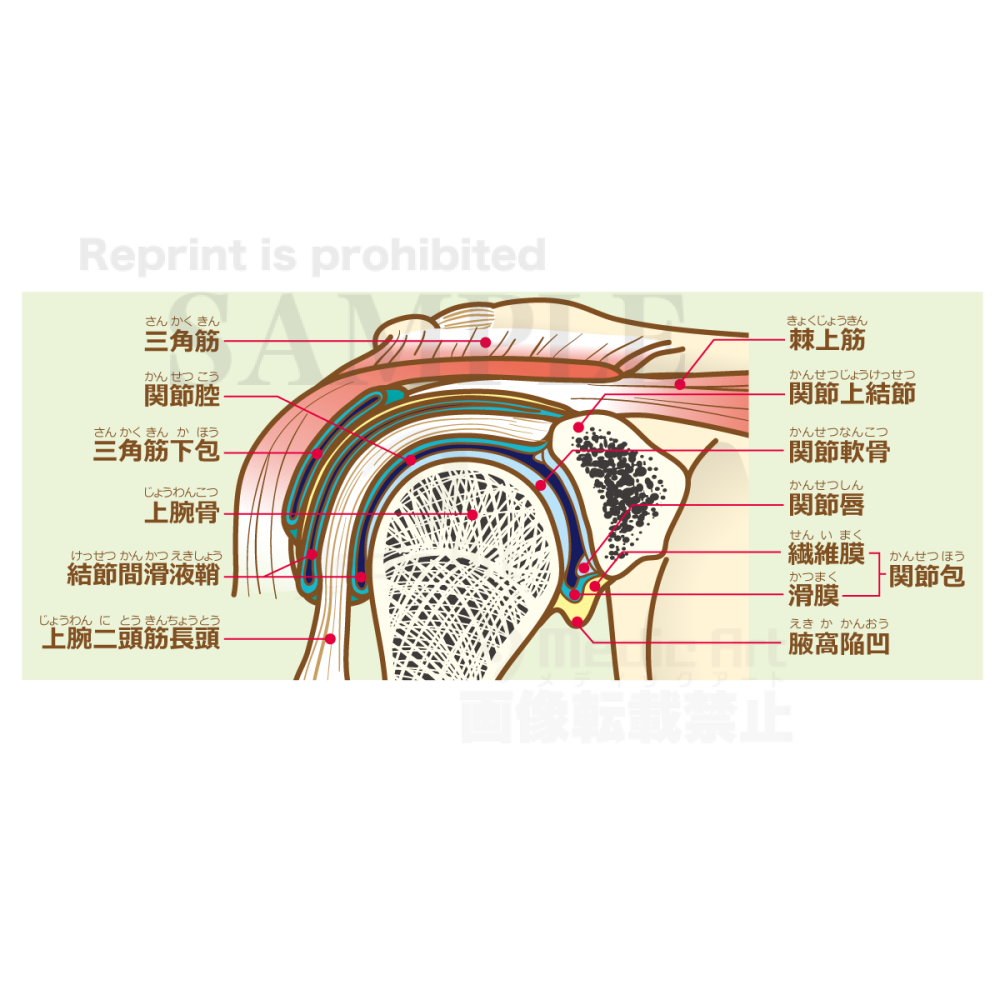 The structure of the shoulder joint (coronal plane of the shoulder joint) [with Japanese characters]