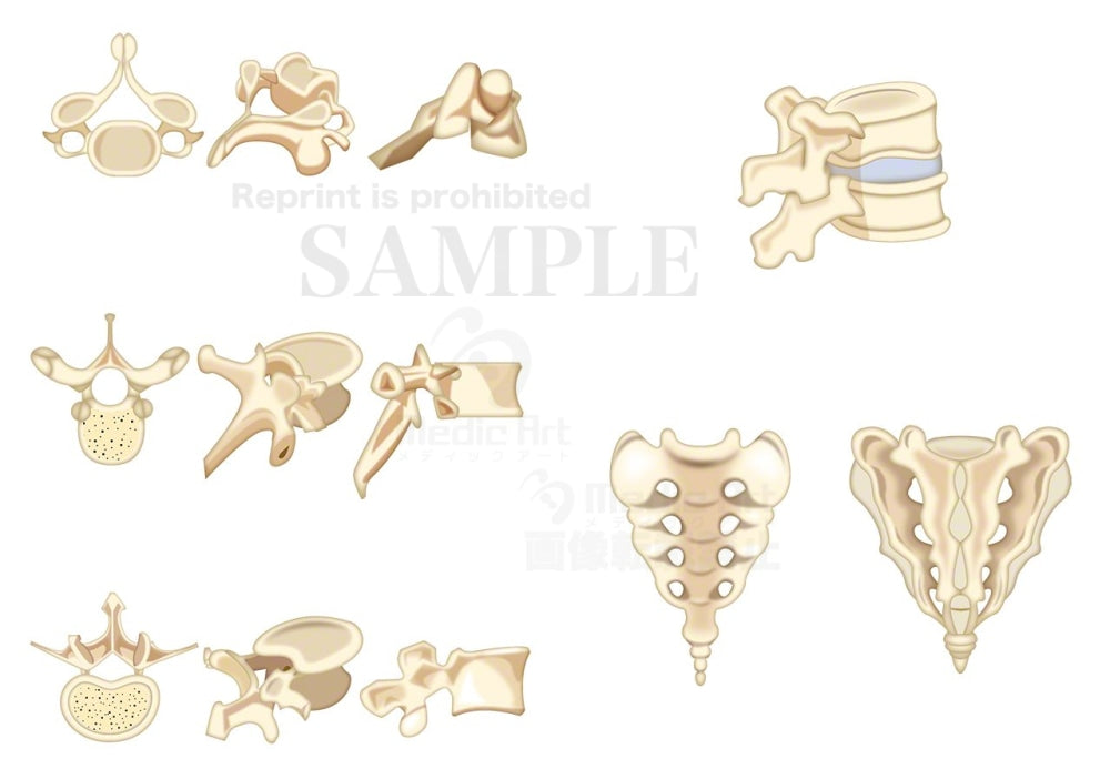Vertebral morphological features