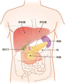 Gallbladder