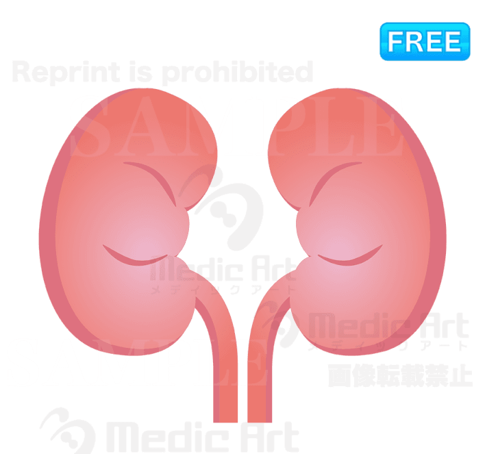 Lovely icon of kidney