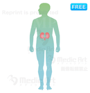 腎臓の位置はこのあたり  (全身)