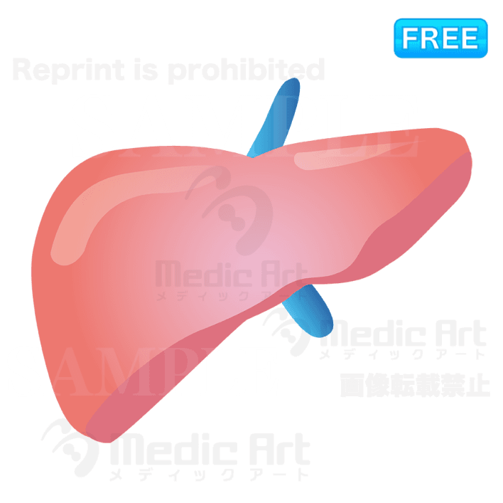 Lovely icon of liver /F1