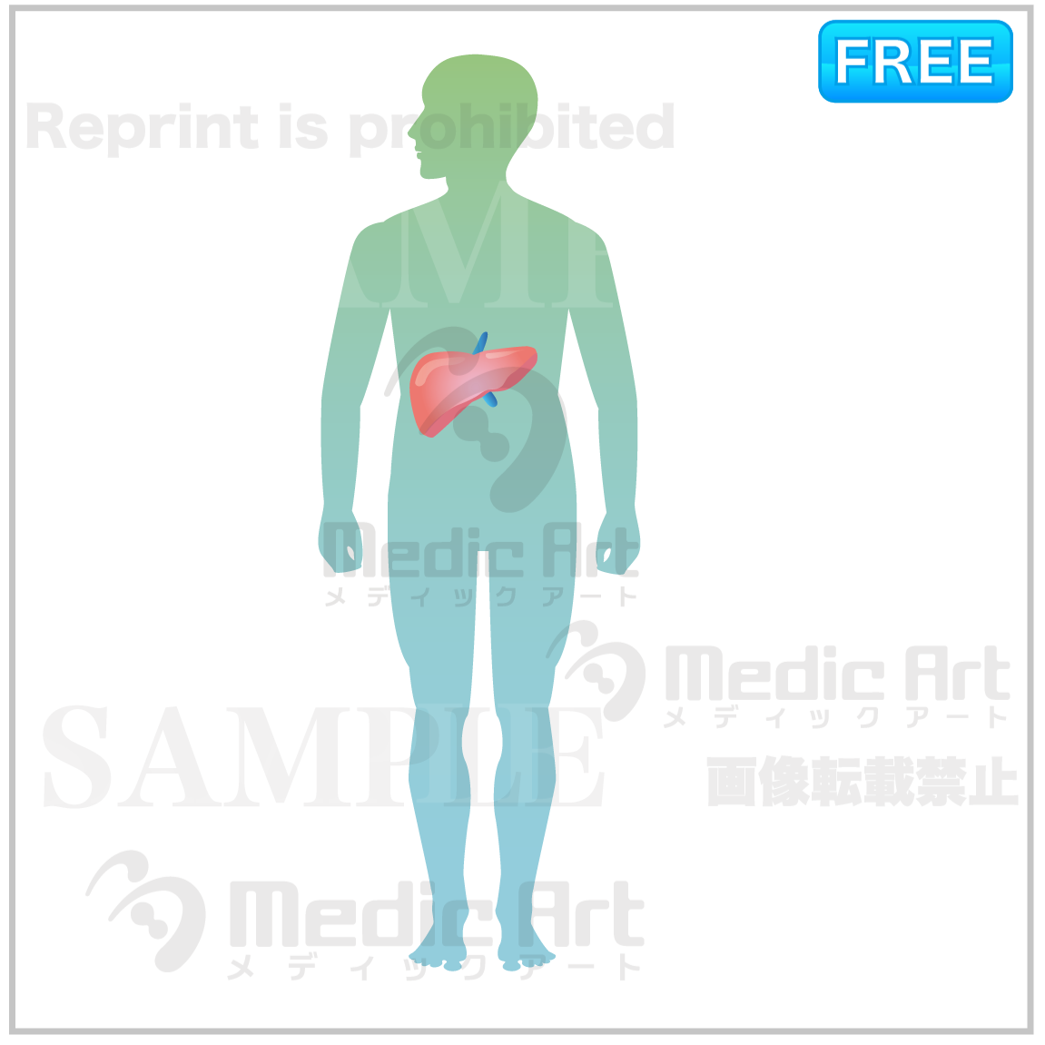 The liver is located around here 
