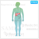 肝臓の位置はこのあたり (全身)