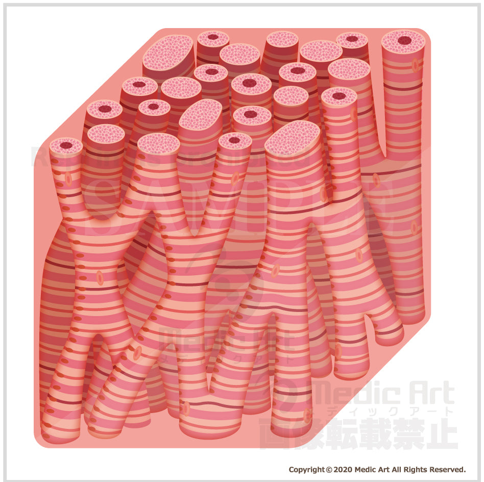 The structure of the heart muscle 1