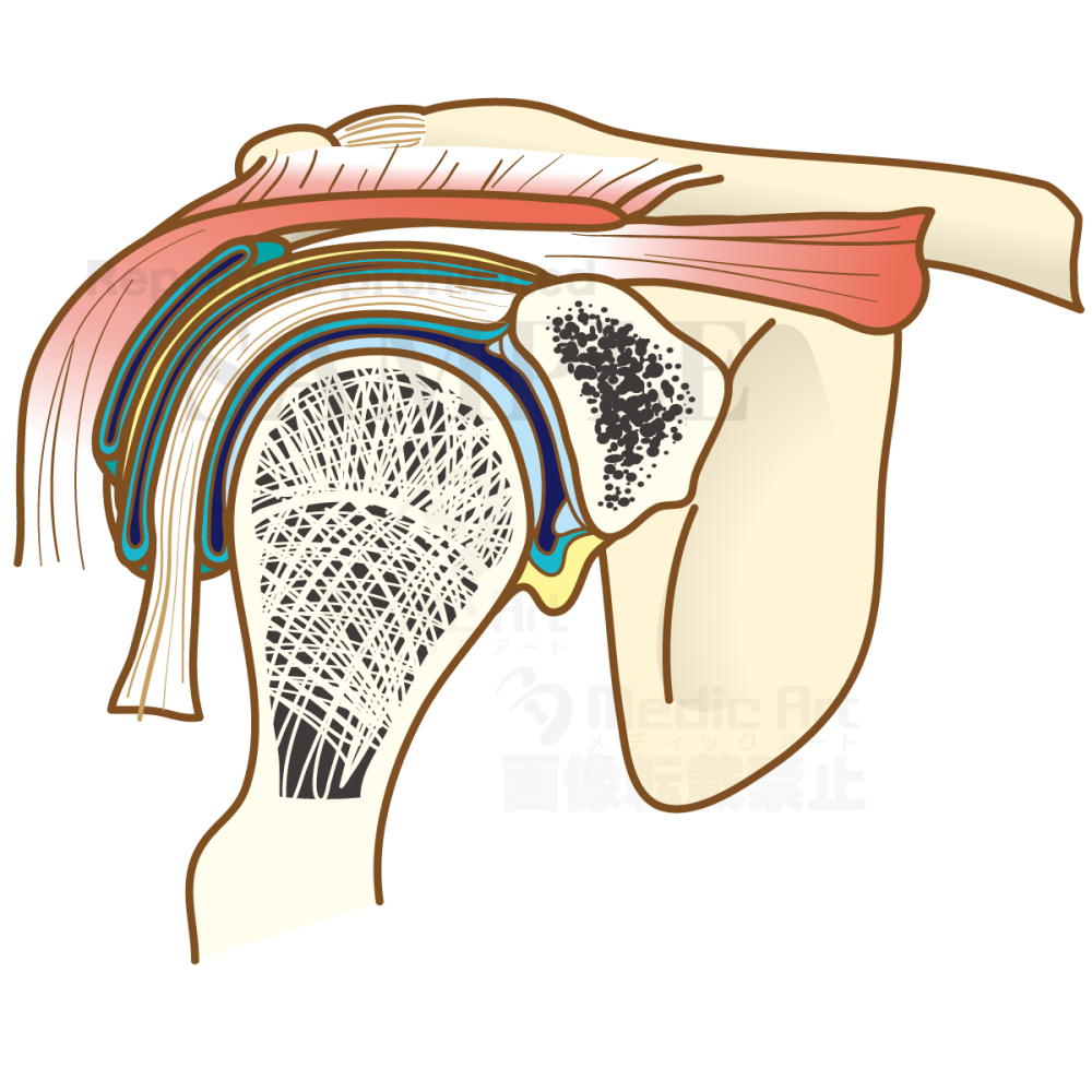 The structure of the shoulder joint (coronal plane of the shoulder joint)