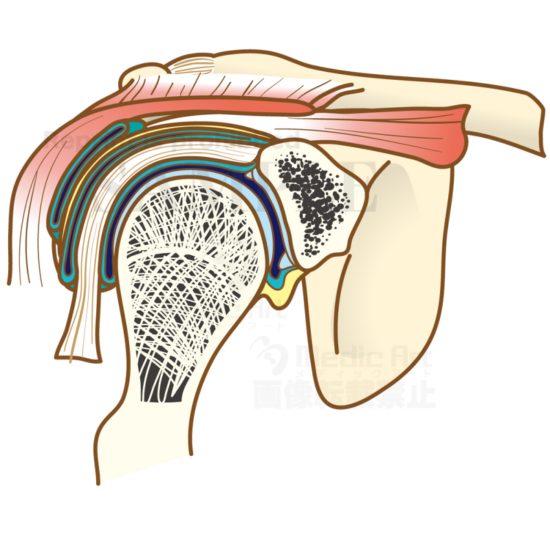 The structure of the shoulder joint (coronal plane of the shoulder joint)